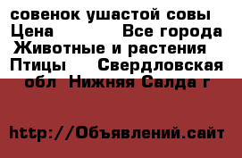 совенок ушастой совы › Цена ­ 5 000 - Все города Животные и растения » Птицы   . Свердловская обл.,Нижняя Салда г.